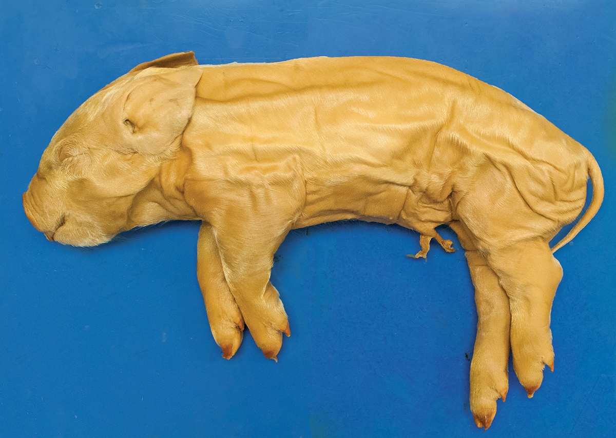 Fetal Pig, Preserved, Plain, 7–10", Medium