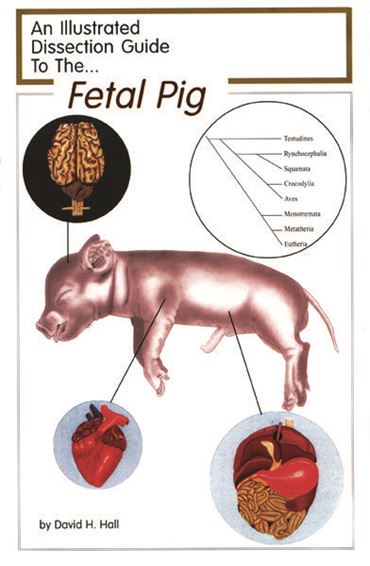 Cat Dissection Photo Guide for Biology and Life Science