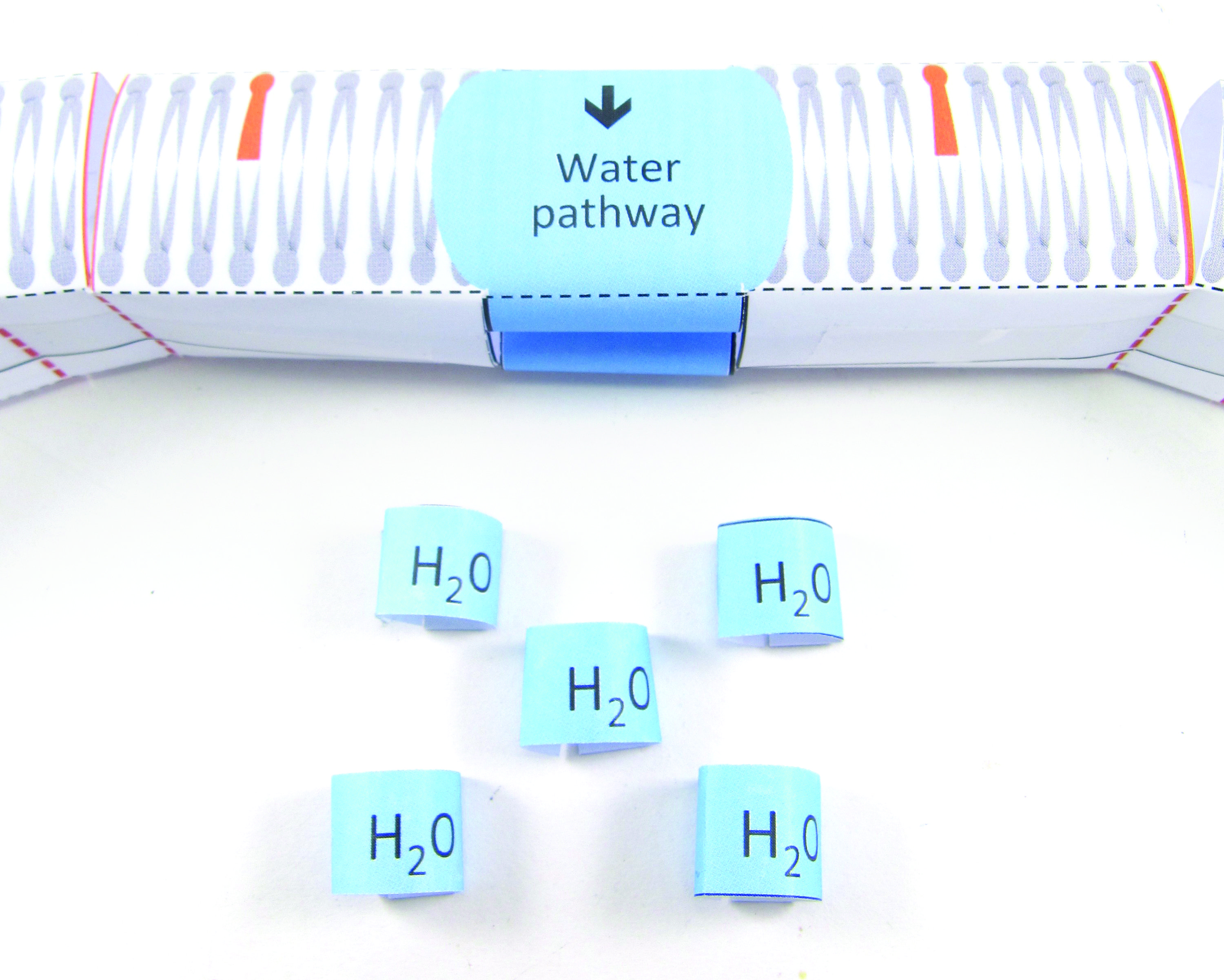 Cell Membranes—NewPath Science 3-D Model Kit