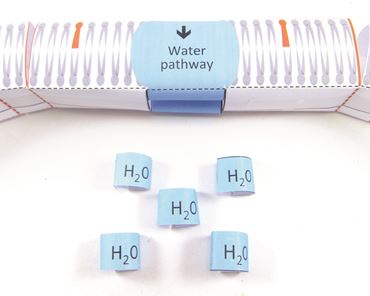 Cell Membranes—NewPath Science 3-D Model Kit