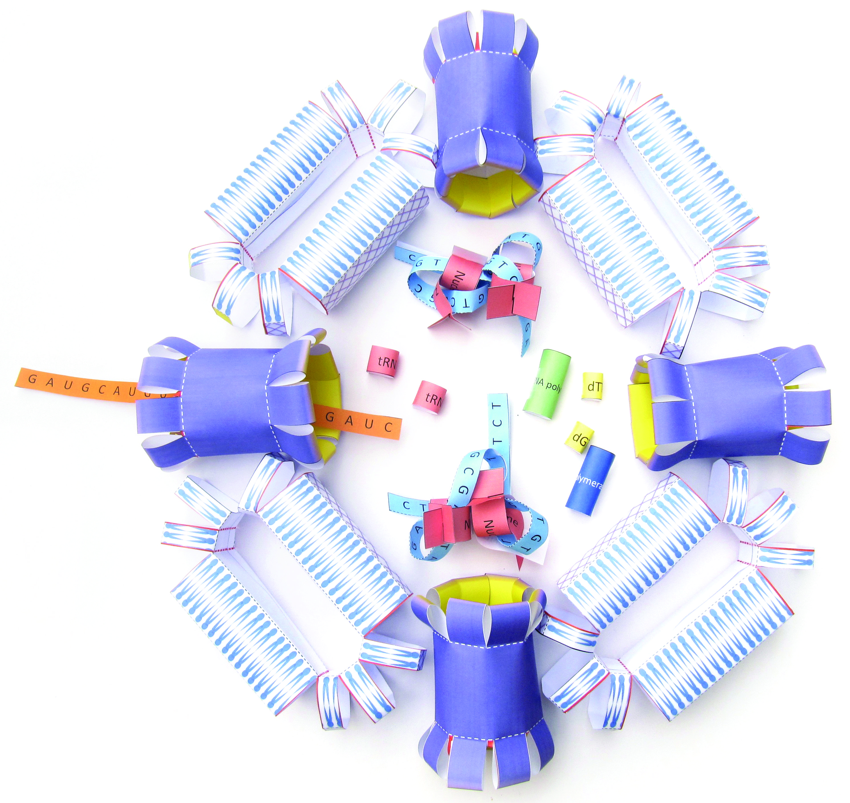 Cell Nucleus—NewPath Science 3-D Model Kit