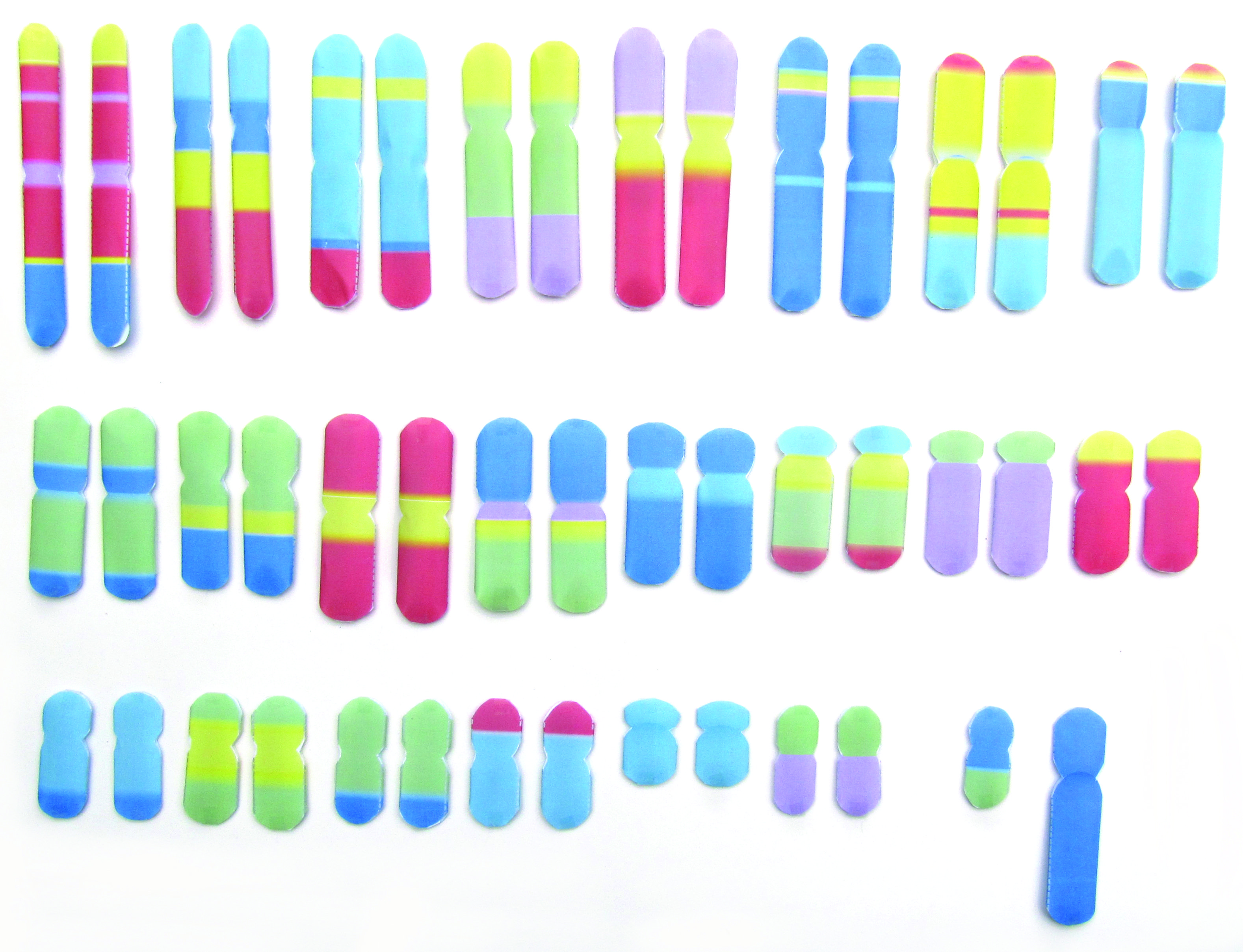 Chromosomes—NewPath Science 3-D Model Kit