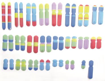 Chromosomes—NewPath Science 3-D Model Kit