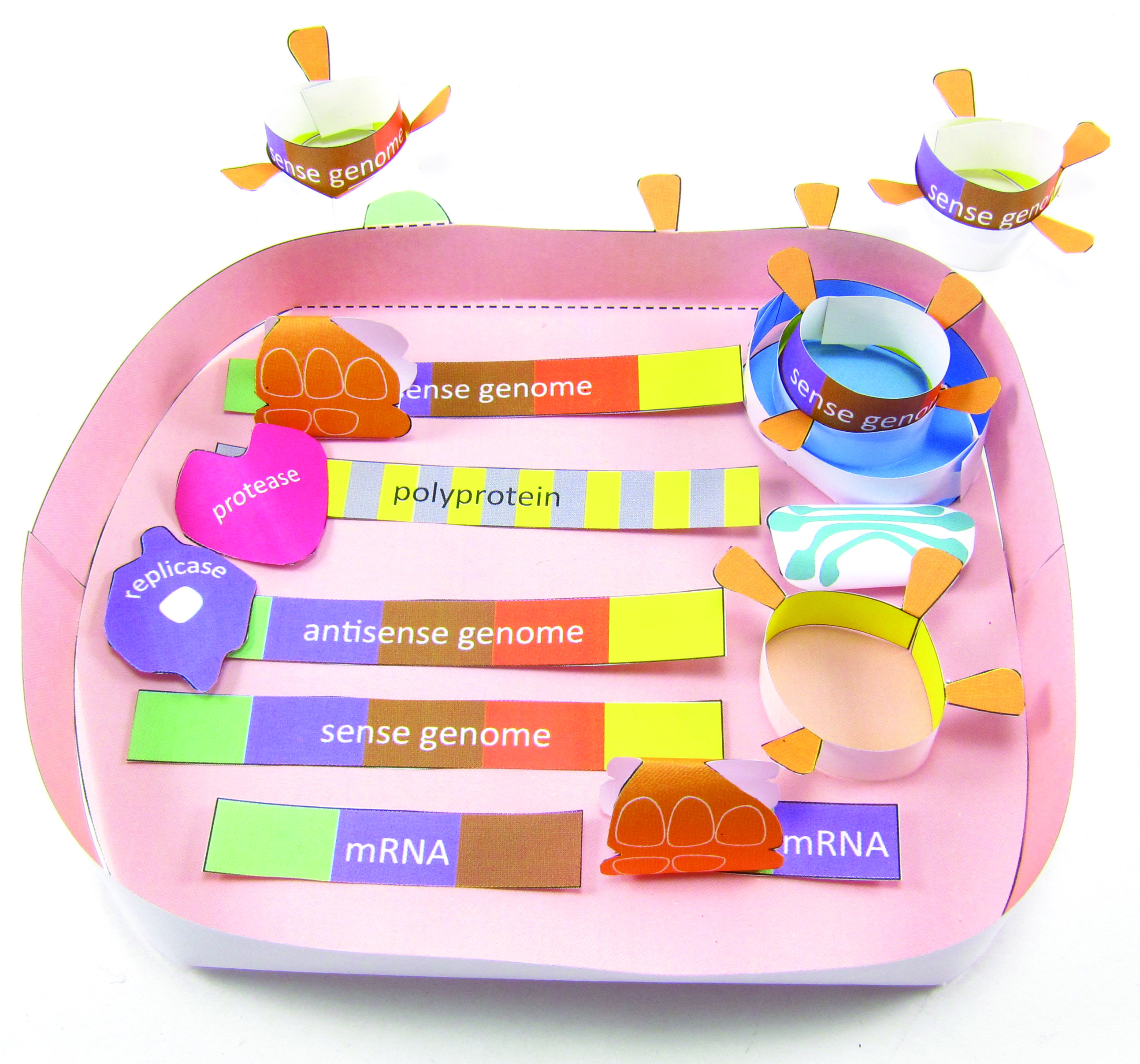 Coronavirus Cycle 3-D Model Kit