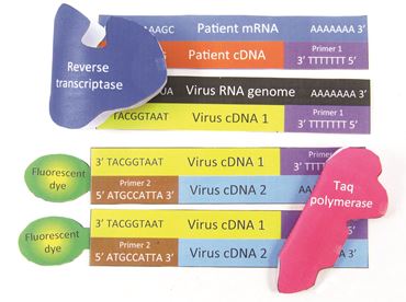 Coronavirus DNA Test 3-D Model Kit