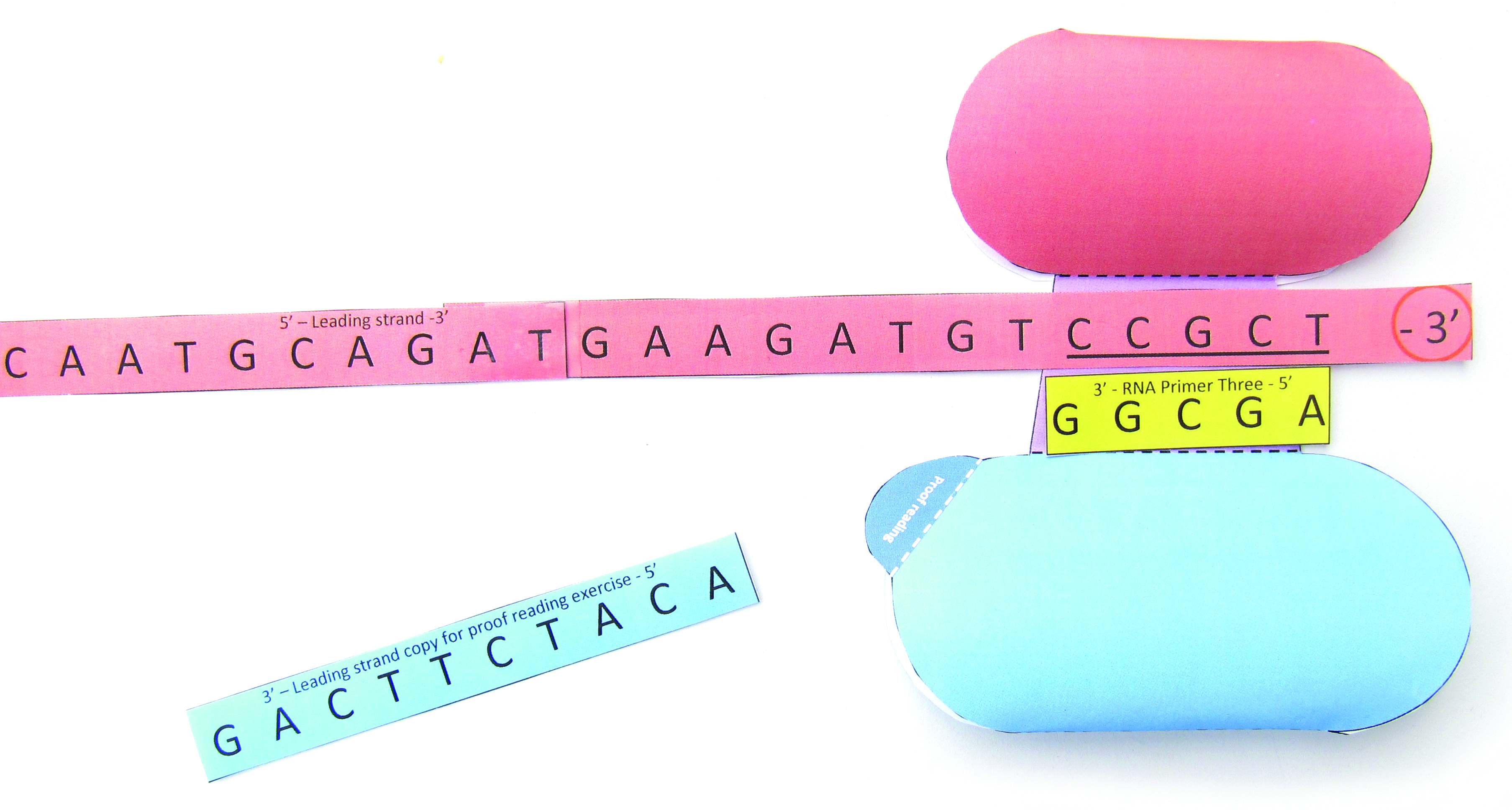 DNA Replication—NewPath Science 3-D Model Kit