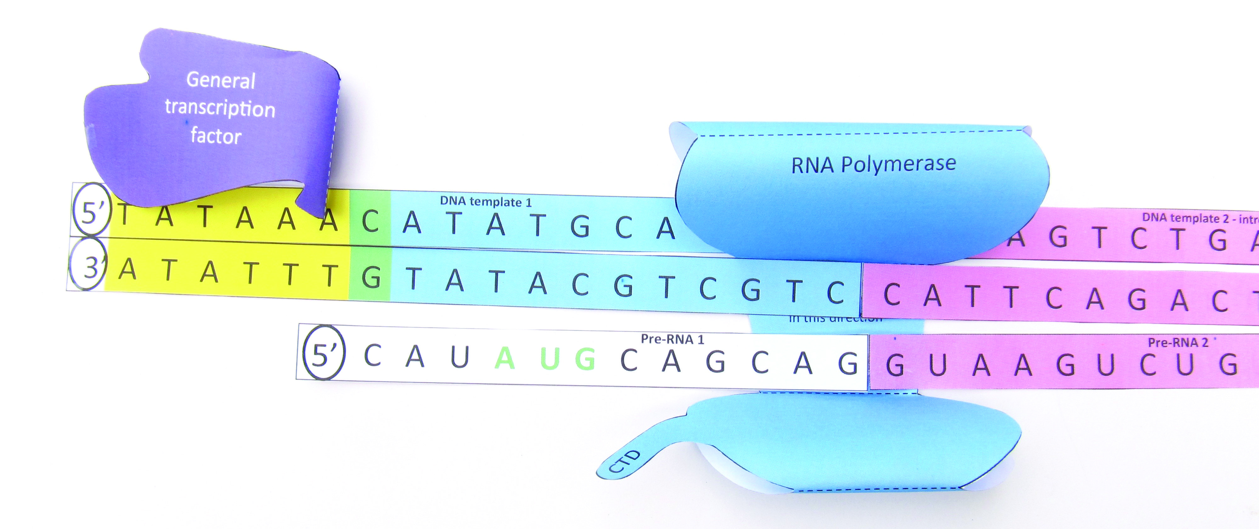 Transcription—NewPath Science 3-D Model Kit