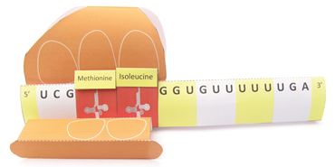 Translation & Protein Synthesis—NewPath Science 3-D Model Kit