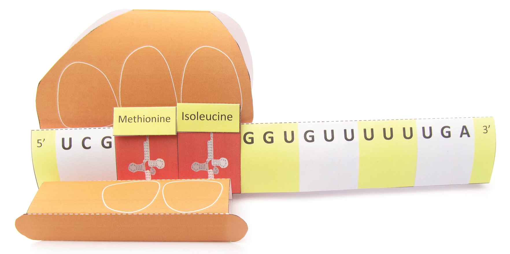Translation & Protein Synthesis—NewPath Science 3-D Model Kit
