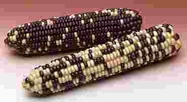 Corn Segregrating Ears, 3 Purple to 1 White