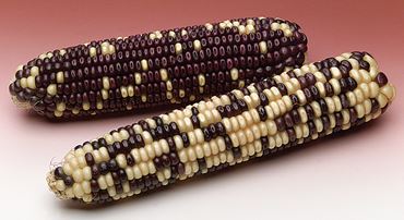 Corn Segregrating Ears, 3 Purple to 1 White