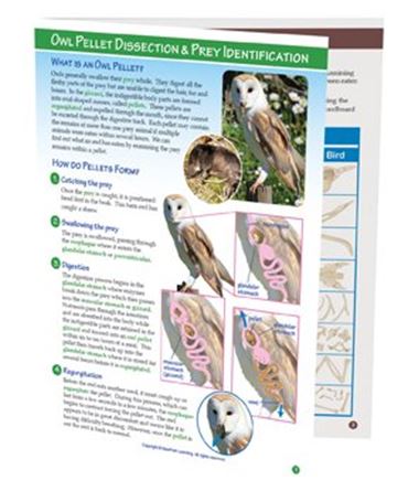 Owl Pellet Dissection & Prey Identification—NewPath Visual Learning Guide