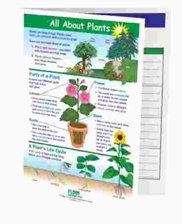 All About Plants—NewPath Visual Learning Guide