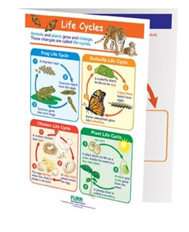 Life Cycles—NewPath Visual Learning Guide