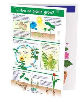 How Do Plants Grow? NewPath Visual Learning Guide