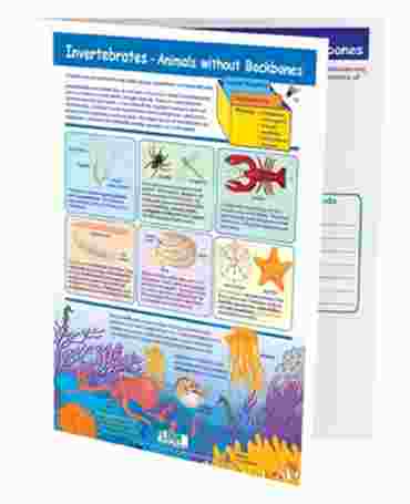 Invertebrates—Animals Without Backbones—NewPath Visual Learning Guide