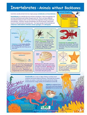 Invertebrates—Animals Without Backbones—NewPath Visual Learning Guide ...