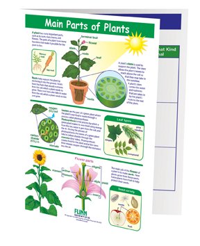 Main Parts of Plants—NewPath Visual Learning Guide