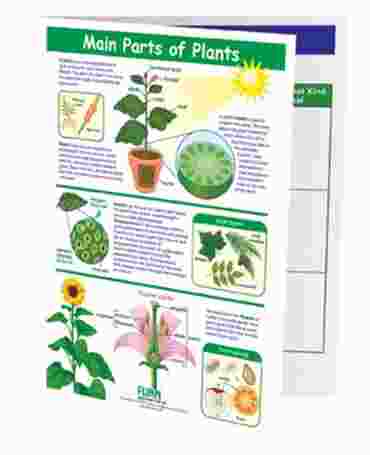 Main Parts of Plants—NewPath Visual Learning Guide