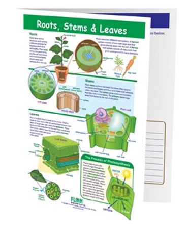 Roots, Stems & Leaves—NewPath Visual Learning Guide