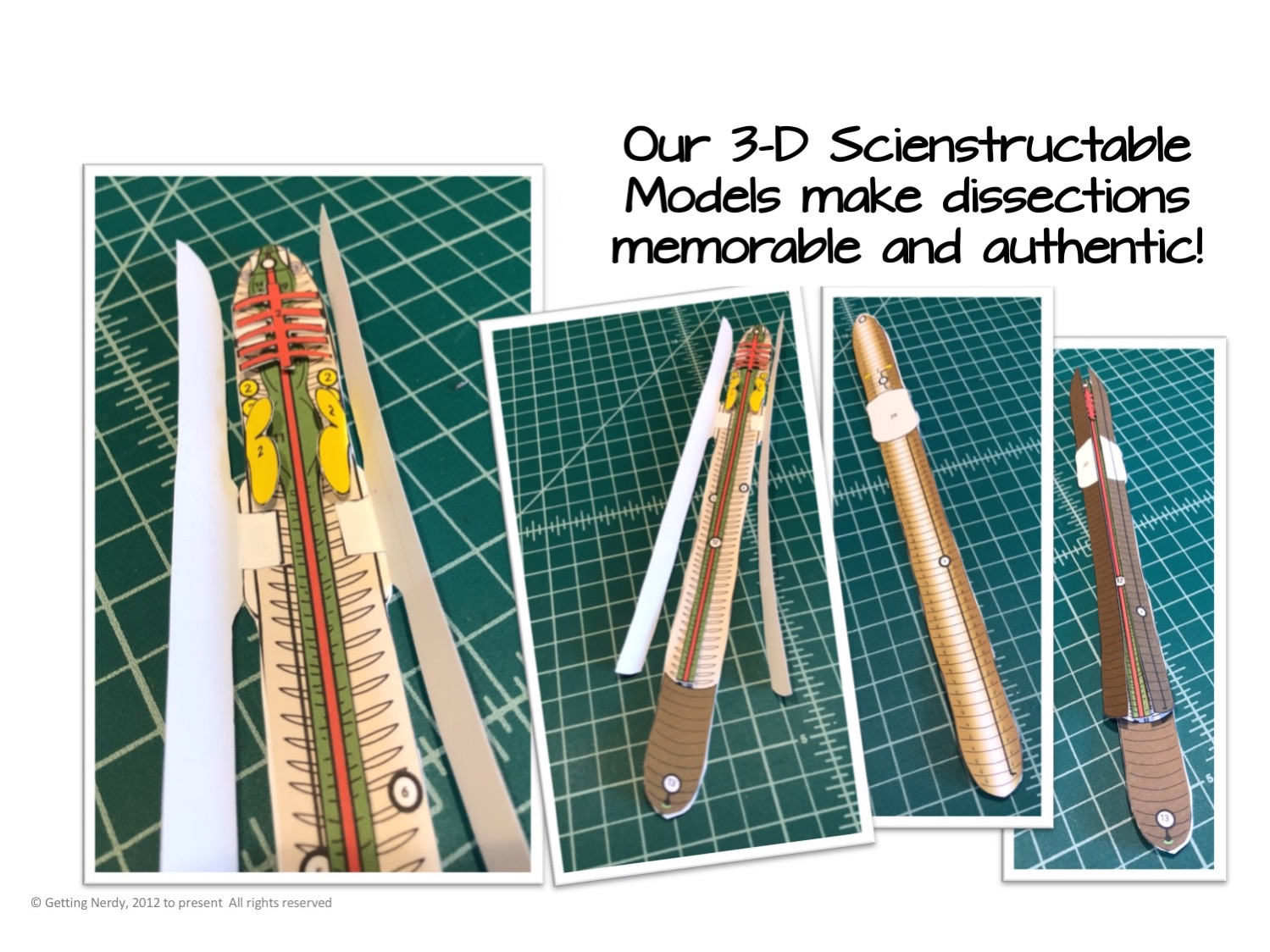 Getting Nerdy® Science—Scienstructable 3D Dissection Worm Vinyl Model