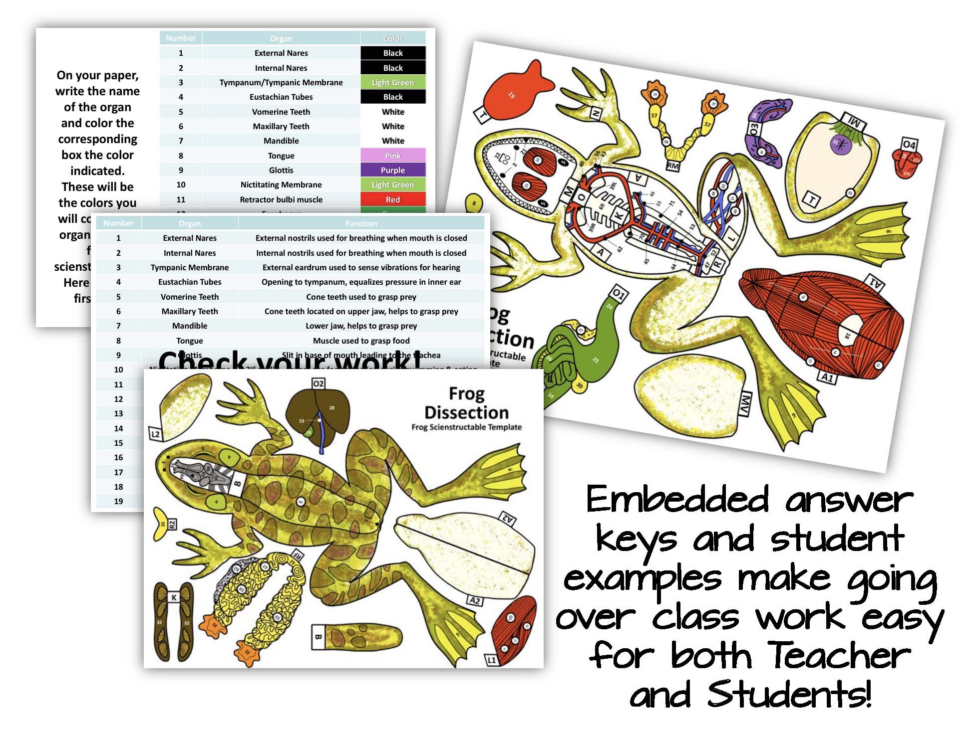 Getting Nerdy® Science—Scienstructable 3D Dissection Frog Vinyl Model Getting Nerdy® Science—Scienstructable 3D Dissection Frog Vinyl Model