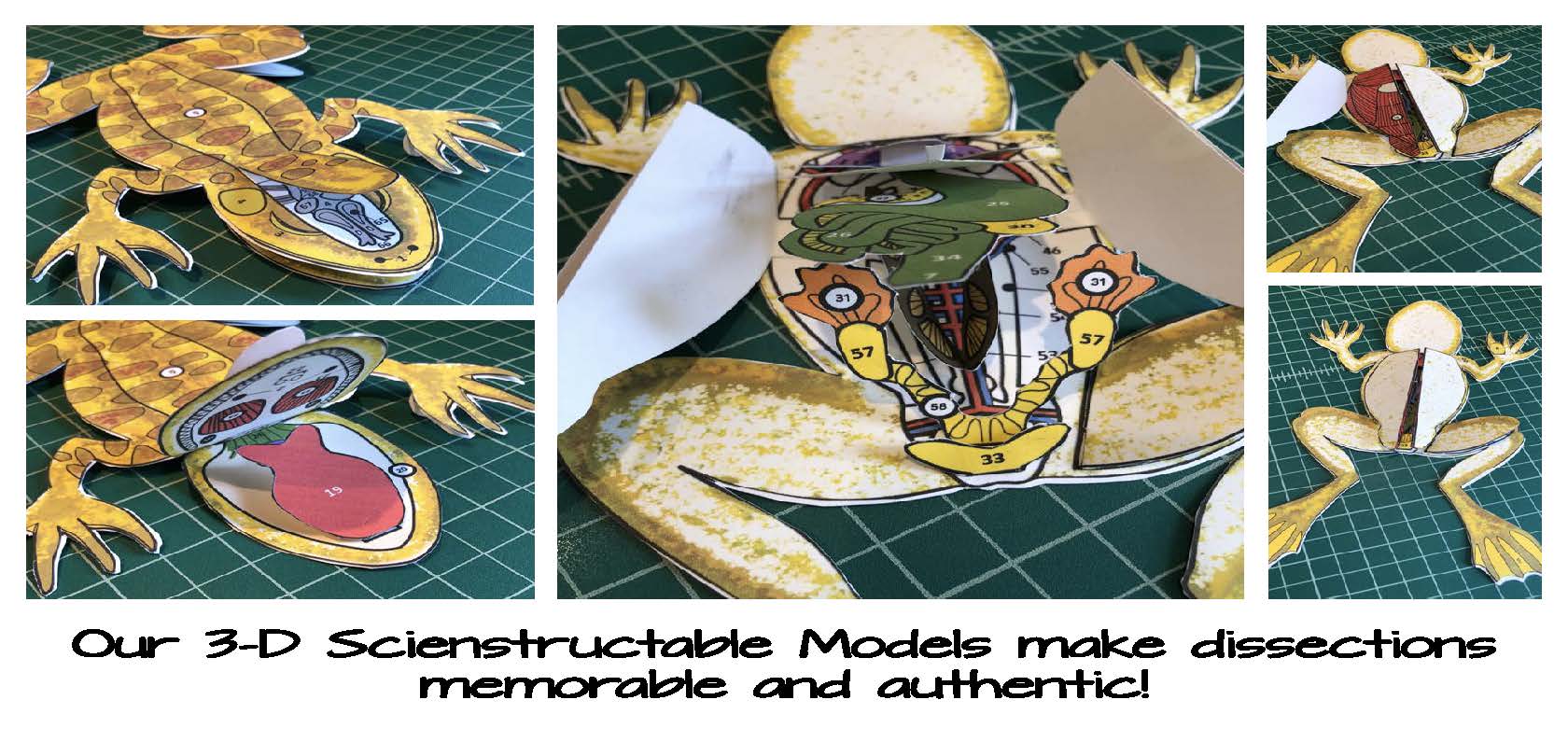 Getting Nerdy® Science—Scienstructable 3D Dissection Frog Vinyl Model