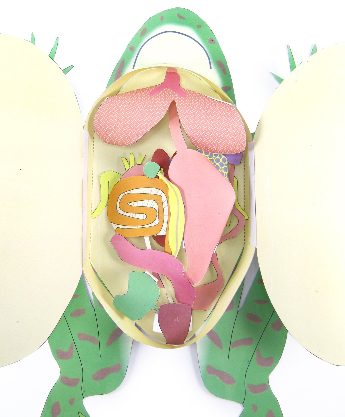 Frog Dissection—NewPath 3-D Model Kit