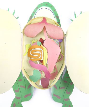 Frog Dissection—NewPath 3-D Model Kit