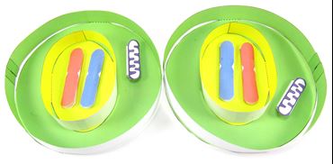 Cell Cycle & Mitosis—NewPath 3-D Model Kit