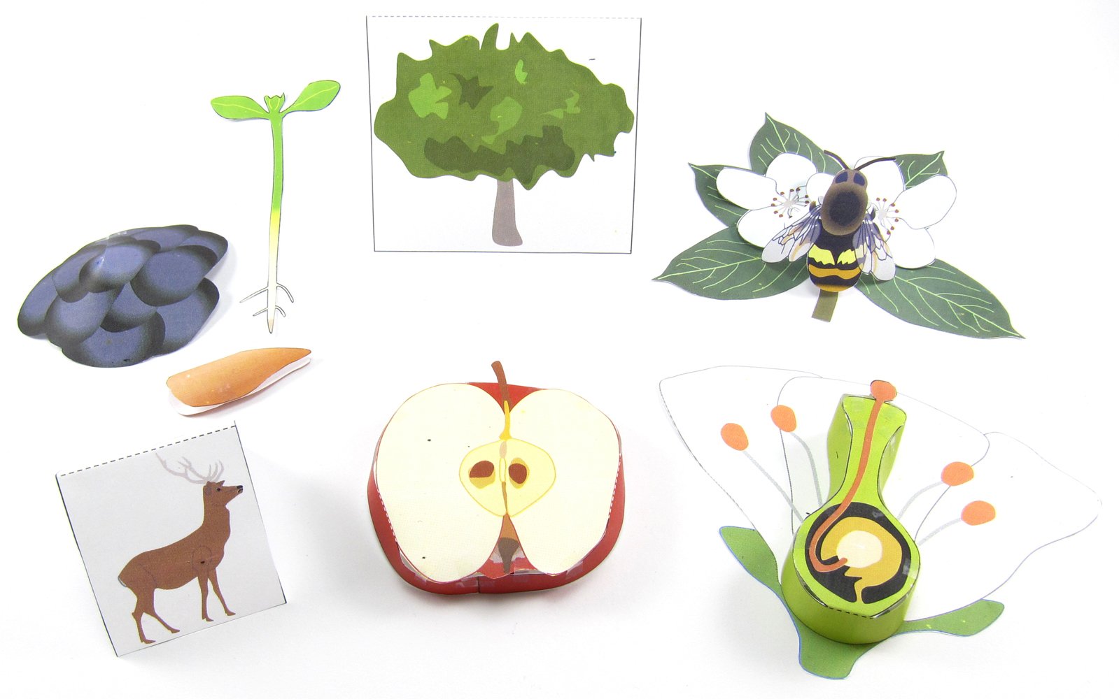 Plant Life Cycle—NewPath 3-D Model Kit