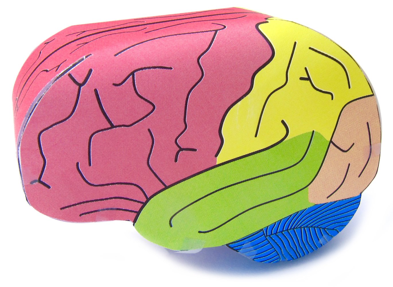 Human Brain—NewPath 3-D Model Kit