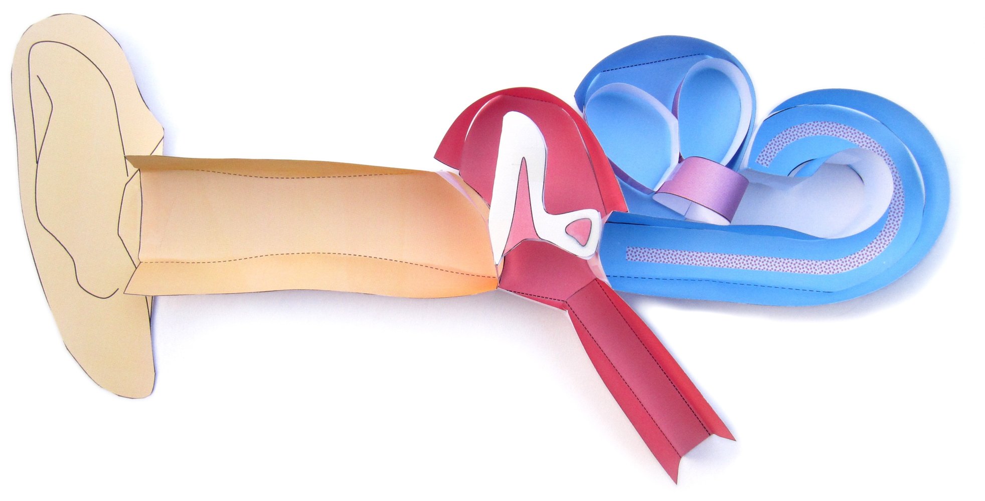 Human Ear—NewPath 3-D Model Kit