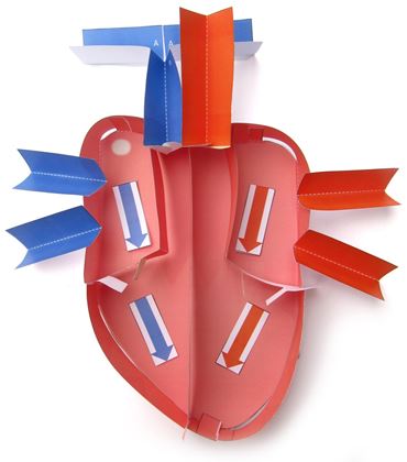 Human Heart—NewPath 3-D Model Kit