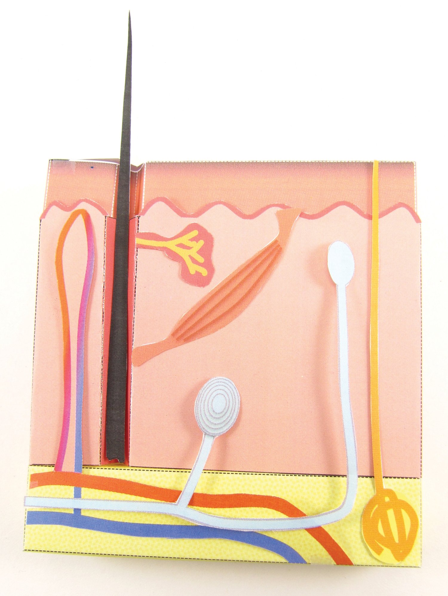 Skin—NewPath 3-D Model Kit