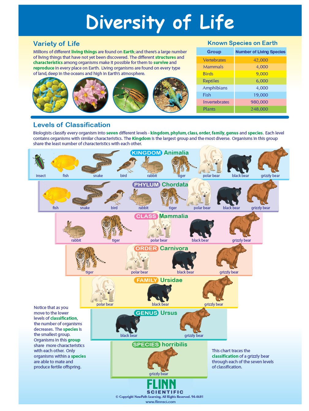 Diversity of Life—NewPath Visual Learning Guide
