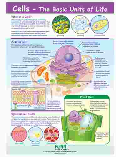 Cells - The Basic Units of Life—NewPath Visual Learning Guide