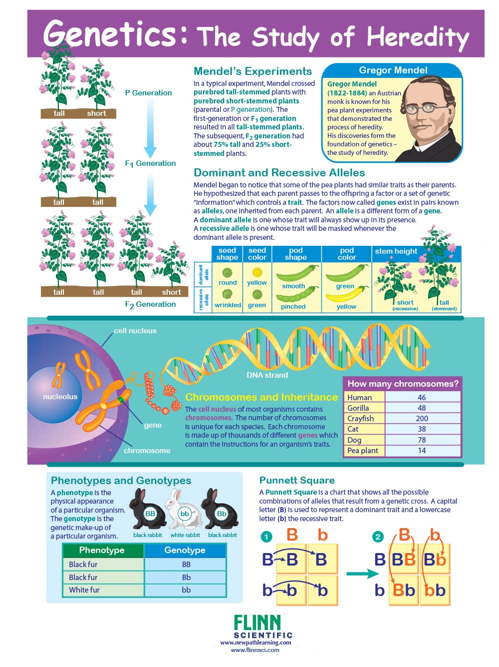 Genetics - The Study of Heredity—NewPath Visual Learning Guide