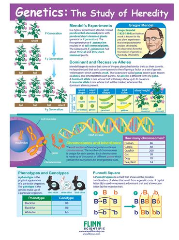 Genetics - The Study of Heredity—NewPath Visual Learning Guide