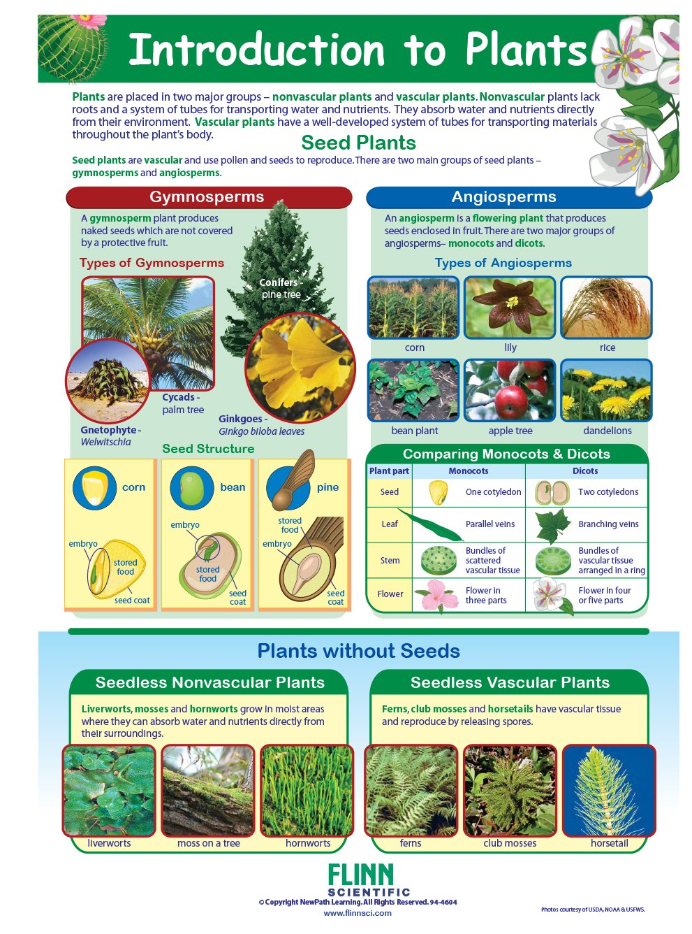 Introduction to Plants—NewPath Visual Learning Guide