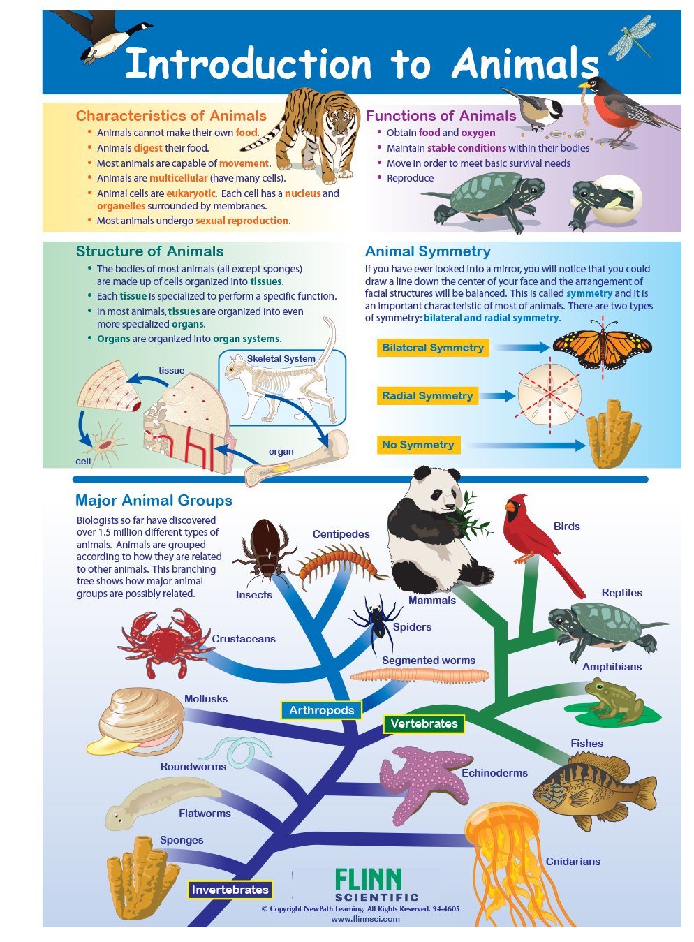 Introduction to Animals—NewPath Visual Learning Guide