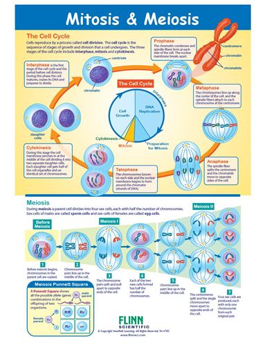 Mitosis & Meiosis—NewPath Visual Learning Guide