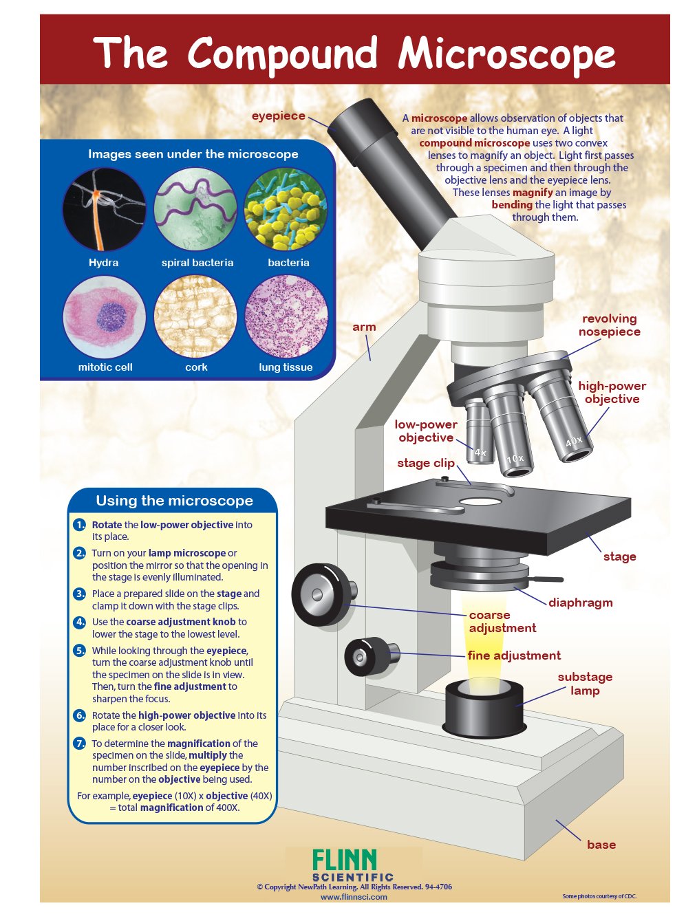The Compound Microscope—NewPath Visual Learning Guide