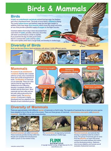 Mammals & Birds—NewPath Visual Learning Guide
