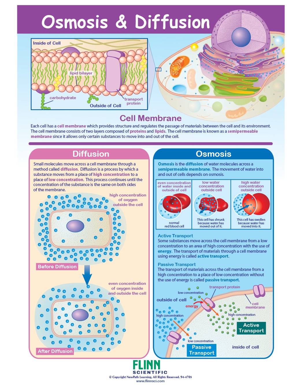 Osmosis & Diffusion—NewPath Visual Learning Guide