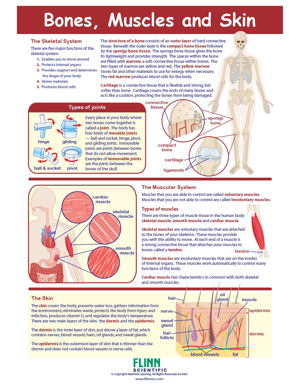 Bones, Muscles & Skin—NewPath Visual Learning Guide