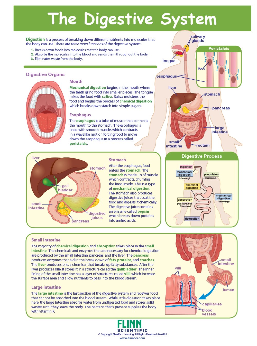 The Digestive System—NewPath Visual Learning Guide