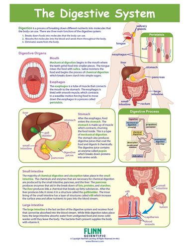 The Digestive System—NewPath Visual Learning Guide