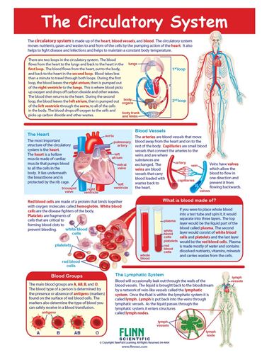 The Circulatory System—NewPath Visual Learning Guide