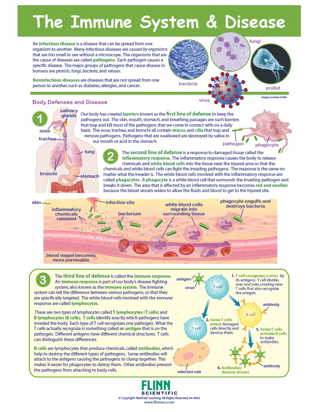 The Immune System—NewPath Visual Learning Guide